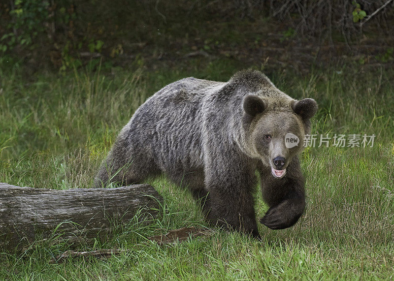 灰熊(Ursus arctos horribilis)，也被称为北美棕熊或简单的灰熊。